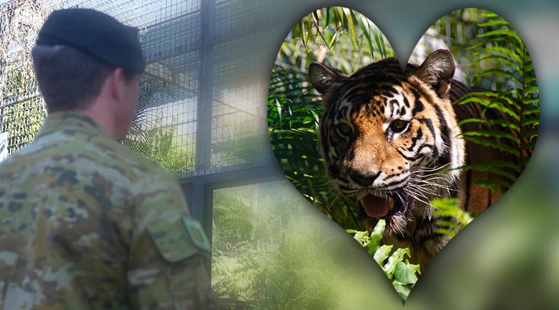 5RAR recruits new tiger mascot - CONTACT magazine