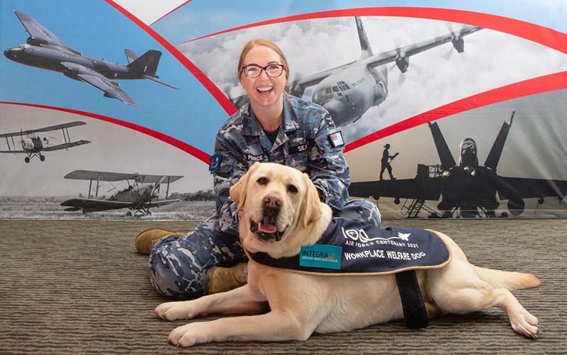 air force dog