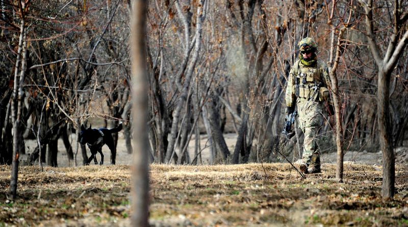 Sapper Ian Moss and his explosive detection dog Flo Joe, carefully make their way across a field in search of improvised explosive devices in Afghanistan in 2012. Story by Leading Seaman Nadav Harel. Photo by Sergeant Raymond Vance.