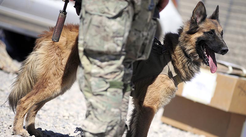 Military working dog 'Kuga' in Tarin Kowt, Uruzgan, Afghanistan. SOTG photo.
