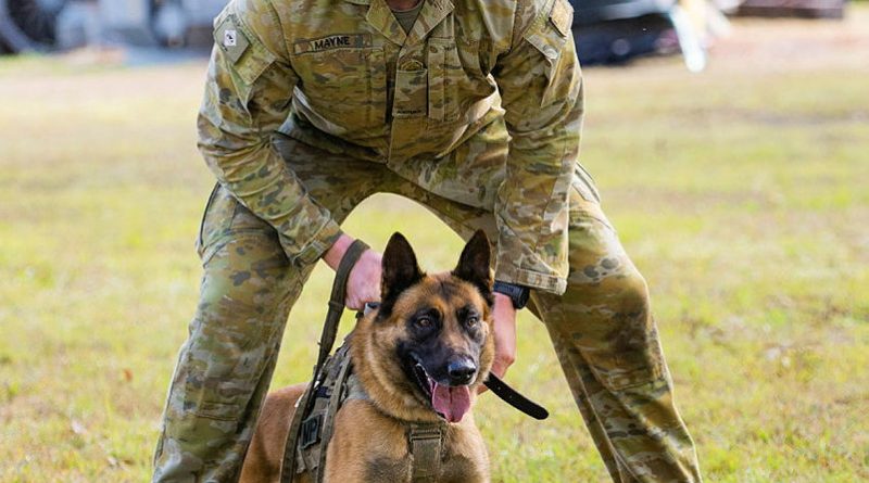 Private Riley Mayne and military police dog Deek prepare to apprehend a decoy during the Military Working Dog Handler Basic Course. Story by Major Evita Ryan. Photos by Lance Corporal Luke Donegan.