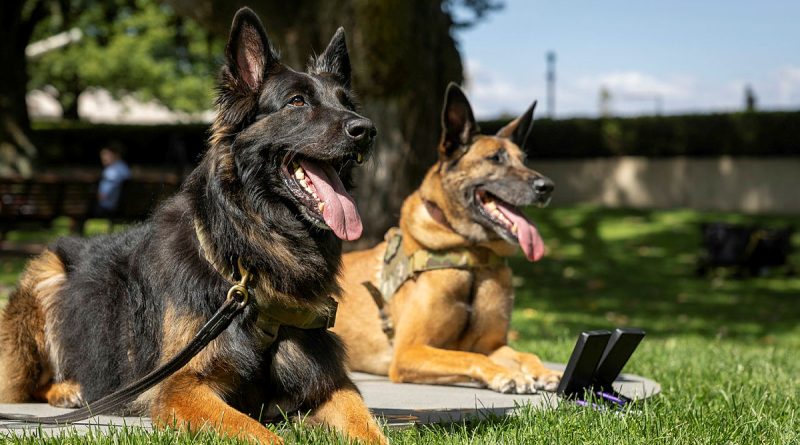 Retired Australian Army combat assault dogs Aslan, left, and Manic, of the 2nd Commando Regiment, receive the inaugural Australian Animal Distinguished Service Award at the Australian War Memorial. Story and photos by Corporal Jacob Joseph.