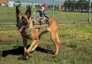 Alfie the Elf’s Christmas at RAAF Base Richmond Alfie the Elf’s Christmas at RAAF Base Richmond