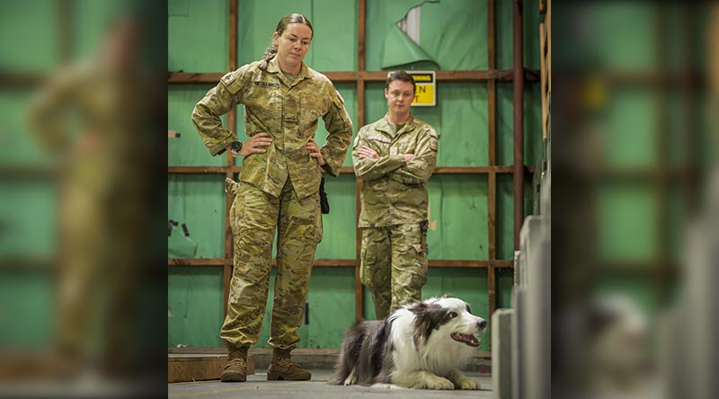 Australia's 3rd Combat Engineer Regiment Sapper Shonee Gelhaar and EDD Ash, who is indicating the presence of a target odour, is assisted by New Zealand Army's Lance Corporal Conor Woods. NZDF photo.