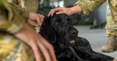 Facility dog Quinley comforts soldiers from 1st Regiment, Royal Australian Artillery, at Gallipoli Barracks, Queensland. Captain Elisha Crowther. Photo by Gunner Jesse Linards.