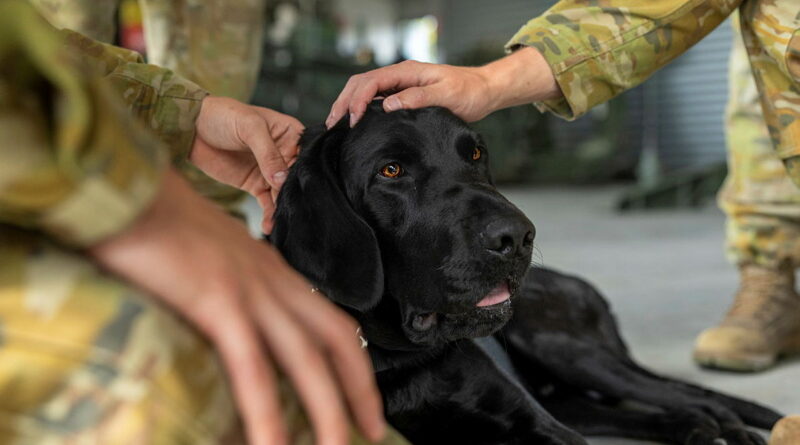 Facility dog Quinley comforts soldiers from 1st Regiment, Royal Australian Artillery, at Gallipoli Barracks, Queensland. Captain Elisha Crowther. Photo by Gunner Jesse Linards.